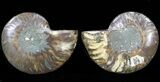 Sliced Fossil Ammonite Pair - Agatized #39573-1